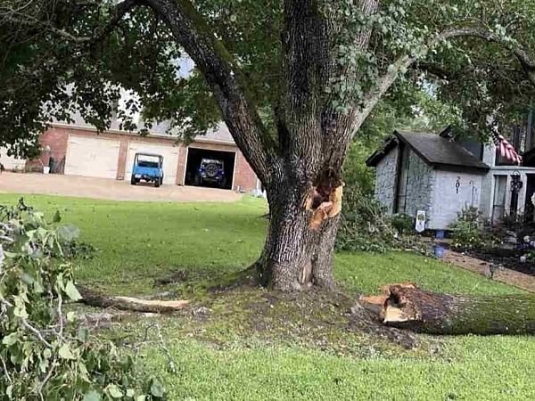 The Best Time of Year for Tree Cutting in Clinton, MS