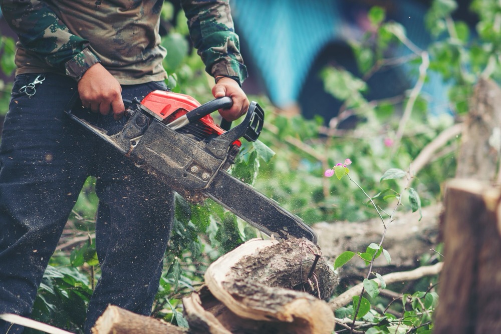 Why Regular Tree Trimming is Essential for Storm Preparedness in Clinton, MS