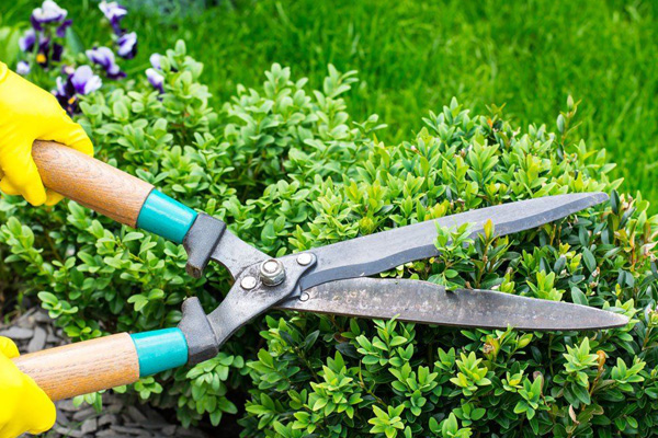 Professional Shrub Trimming in Clinton, MS