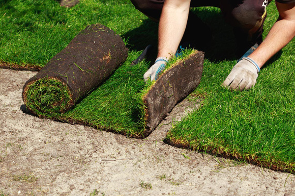 New Sod Installation in Clinton, MS