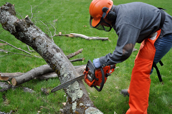 Professional Tree Cutting in Clinton, MS